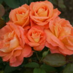 My Estelle Rose 5lt