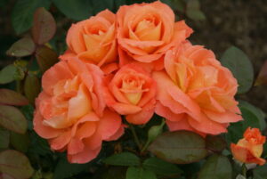 My Estelle Rose 5lt