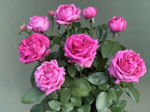Natalie Douglas KORnusedufe(P) Rose 5lt