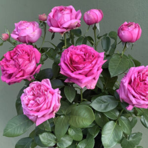 Natalie Douglas KORnusedufe(P) Rose 5lt