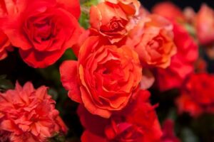 Nelson Mandela Rose 5lt