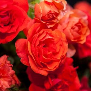 Nelson Mandela Rose 5lt