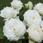 Nona Rose 5lt