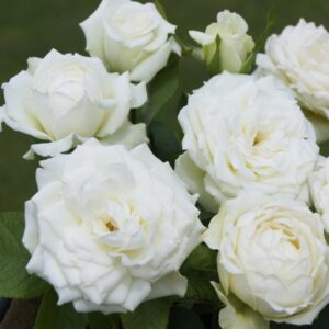 Nona Rose 5lt