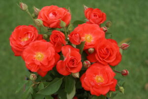 Orange Sensation Rose 5lt
