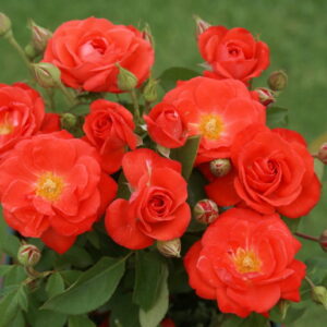 Orange Sensation Rose 5lt