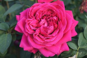 Otto de Jagger Rose 5lt