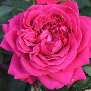 Otto de Jagger Rose 5lt