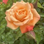 Our Lady of Fatima Rose 5lt