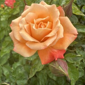 Our Lady of Fatima Rose 5lt