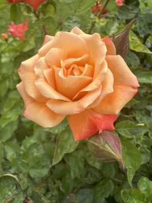 Our Lady of Fatima Rose 5lt