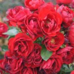 Out of Africa Children Rose 5lt