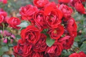 Out of Africa Children Rose 5lt