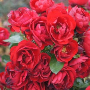 Out of Africa Children Rose 5lt