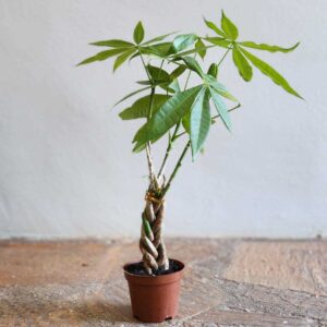 Pachira Macrocarpa (3 Braids) 14cm Pot Common Name: Money Tree