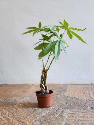 Pachira Macrocarpa (3 Braids) 14cm Pot Common Name: Money Tree