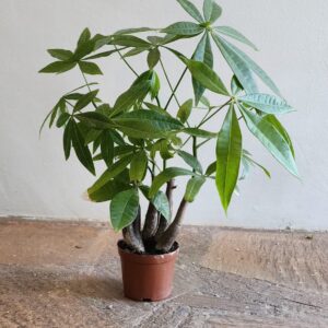 Pachira Buddha 14cm Pot Common Name: Money Tree