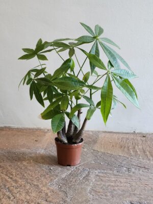 Pachira Buddha 14cm Pot Common Name: Money Tree