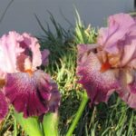 Bearded Iris Panama Hattie