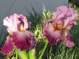 Bearded Iris Panama Hattie Bearded Iris Panama Hattie