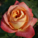 Parkinson’s Beauty Rose 5ltParkinson’s Beauty Rose 5lt
