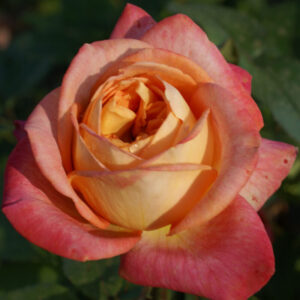 Parkinson’s Beauty Rose 5ltParkinson’s Beauty Rose 5lt