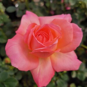 Pauli Marie LUDgarhothe(P) Rose 5lt
