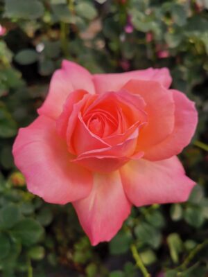 Pauli Marie LUDgarhothe(P) Rose 5lt