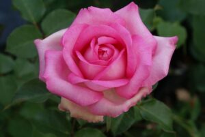 Perfume Passion Rose 5lt