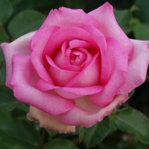 Perfume Passion Rose 5lt