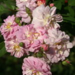 Perfumed Breeze Rose 5lt