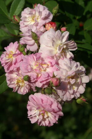 Perfumed Breeze Rose 5lt