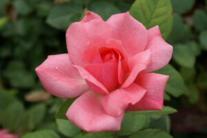 Pernille Poulsen Rose 5lt