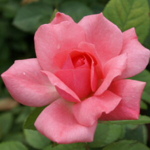 Pernille Poulsen Rose 5lt