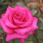 Pink Polo LUDbrumirina(P) Rose 5lt
