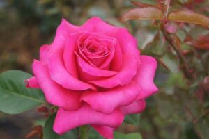 Pink Polo LUDbrumirina(P) Rose 5lt