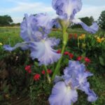 Bearded Iris Victoria Falls