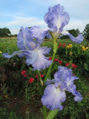 Bearded Iris Victoria Falls Bearded Iris Victoria Falls