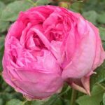 Pompadour Rose 5lt