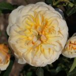 Port Sunlight AUSlofty Rose 5lt
