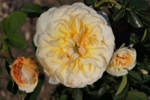 Port Sunlight AUSlofty Rose 5lt