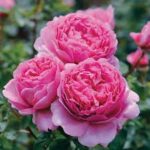 Princess Alexandra of Kent Rose 5lt