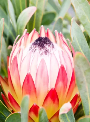 Protea Possum Magic 22cm Pot