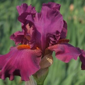 Bearded Iris Purple Rain Bearded Iris Purple Rain