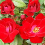 Red Ayeye Rose 5lt
