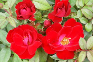 Red Ayeye Rose 5lt