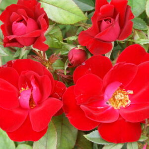 Red Ayeye Rose 5lt