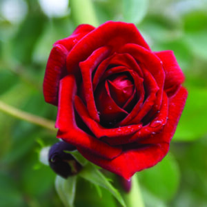 Red Midinette Rose 5lt