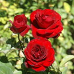 Red Pixie Rose 5lt