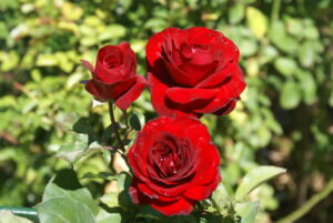 Red Pixie Rose 5lt